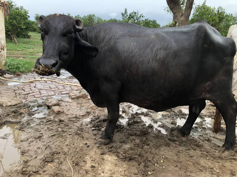 Buffalo  | Cattle 3