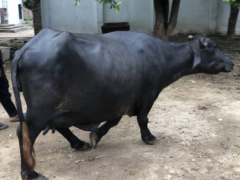 Buffalo  | Cattle 4