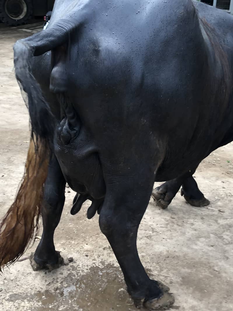 Buffalo  | Cattle 5