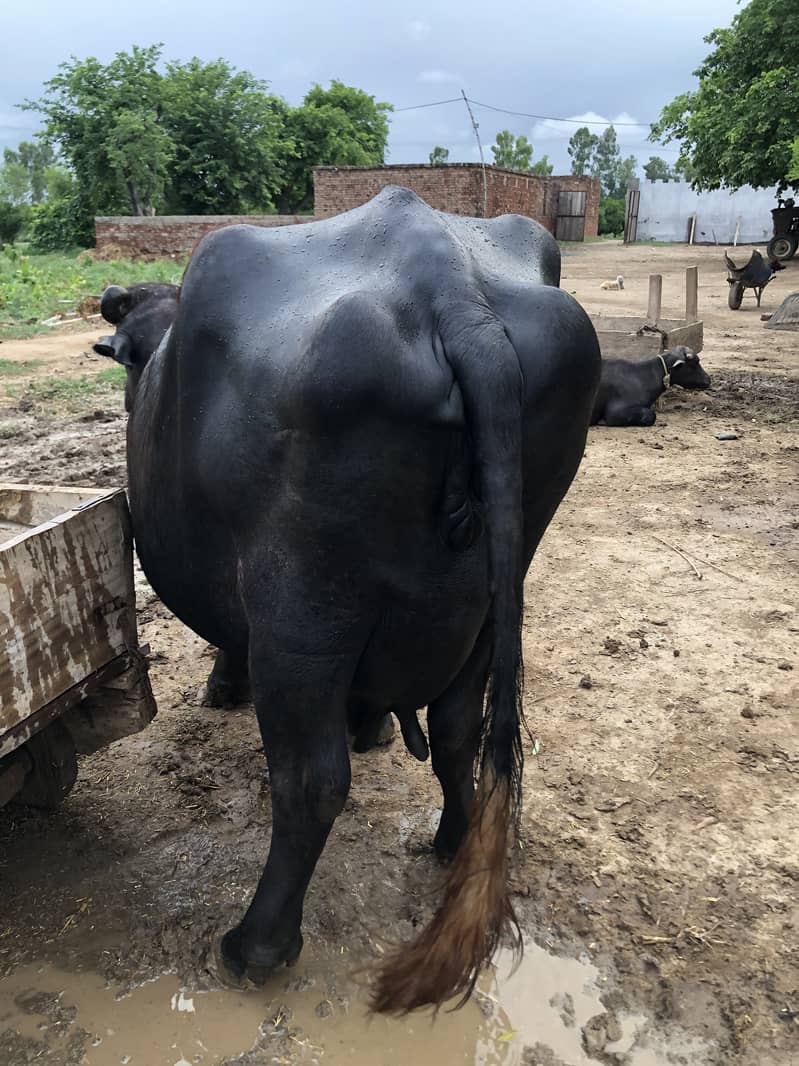 Buffalo  | Cattle 7