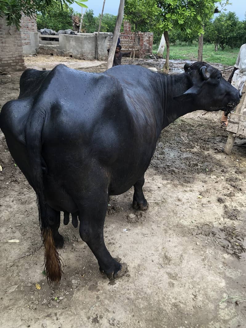 Buffalo  | Cattle 8