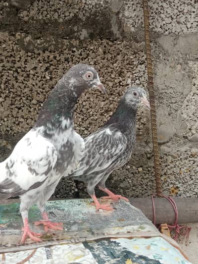 breeder parwazi bachy for sale