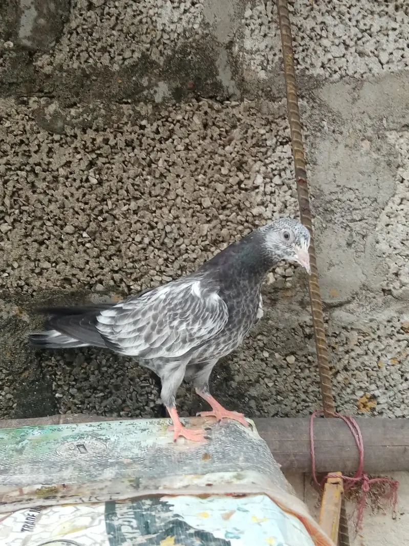 breeder parwazi bachy for sale — photo 2