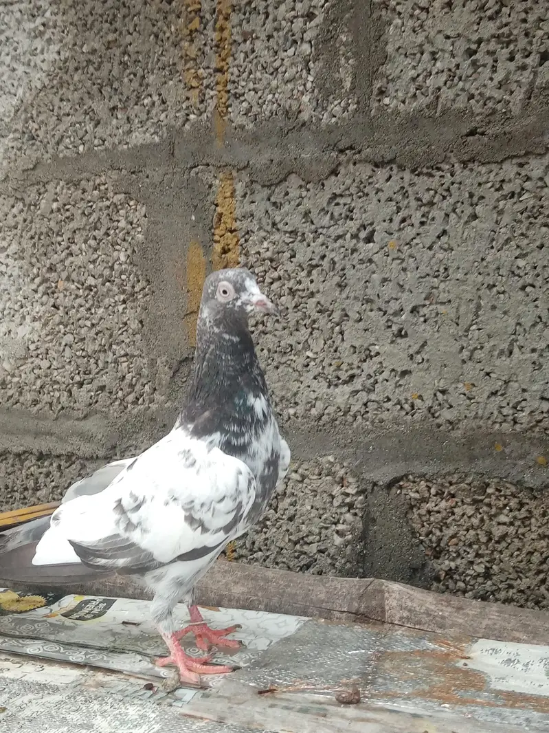 breeder parwazi bachy for sale — photo 3