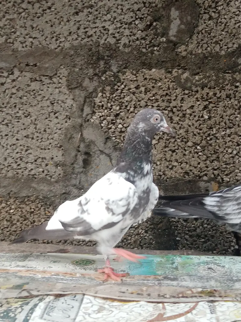 breeder parwazi bachy for sale — photo 4