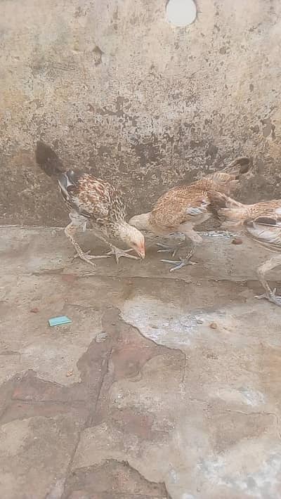 Aseel maiwalk 3 chicks 