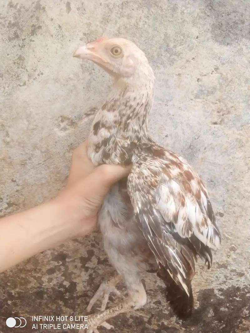 Aseel maiwalk 3 chicks  — photo 2
