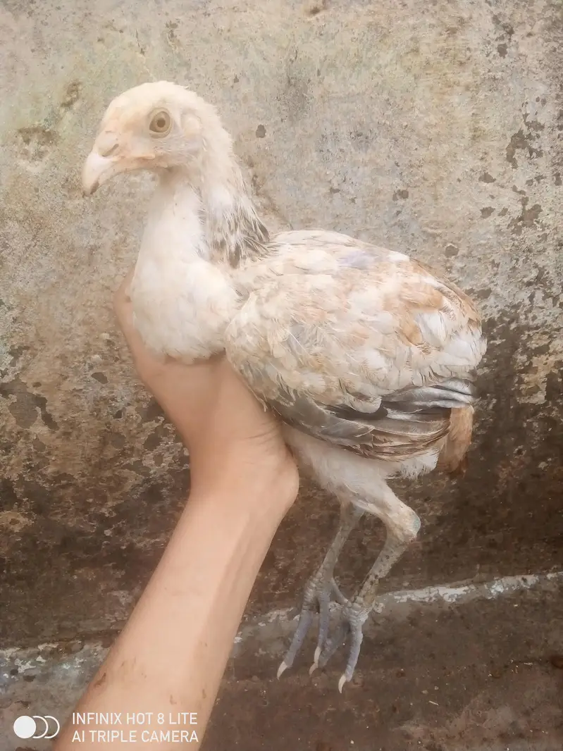 Aseel maiwalk 3 chicks  — photo 3