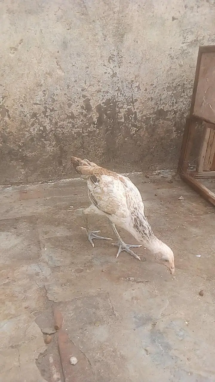 Aseel maiwalk 3 chicks  — photo 5