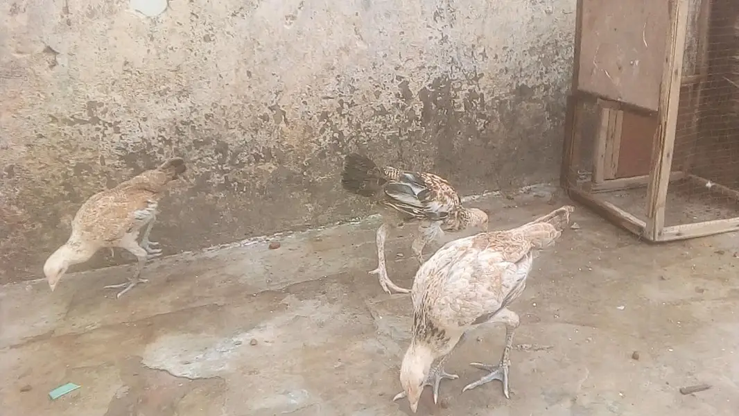 Aseel maiwalk 3 chicks  — photo 6