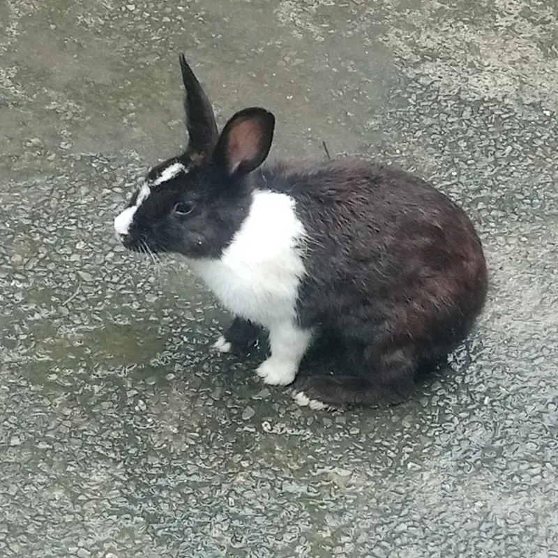 1 male 3 female black