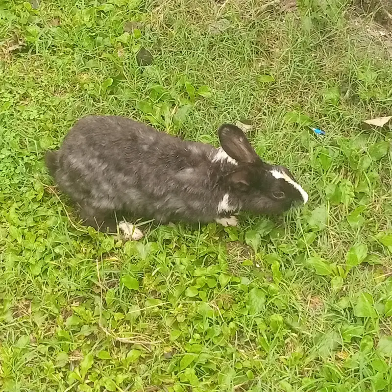 1 male 3 female black — photo 2