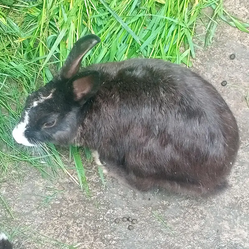 1 male 3 female black — photo 4