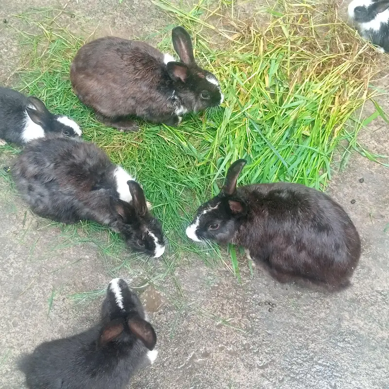 1 male 3 female black — photo 5