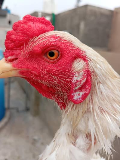 Heera Patha or peeli murghi Quality birds