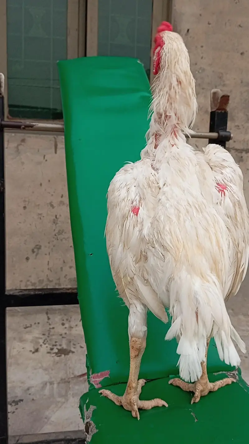 Heera Patha or peeli murghi Quality birds — photo 2