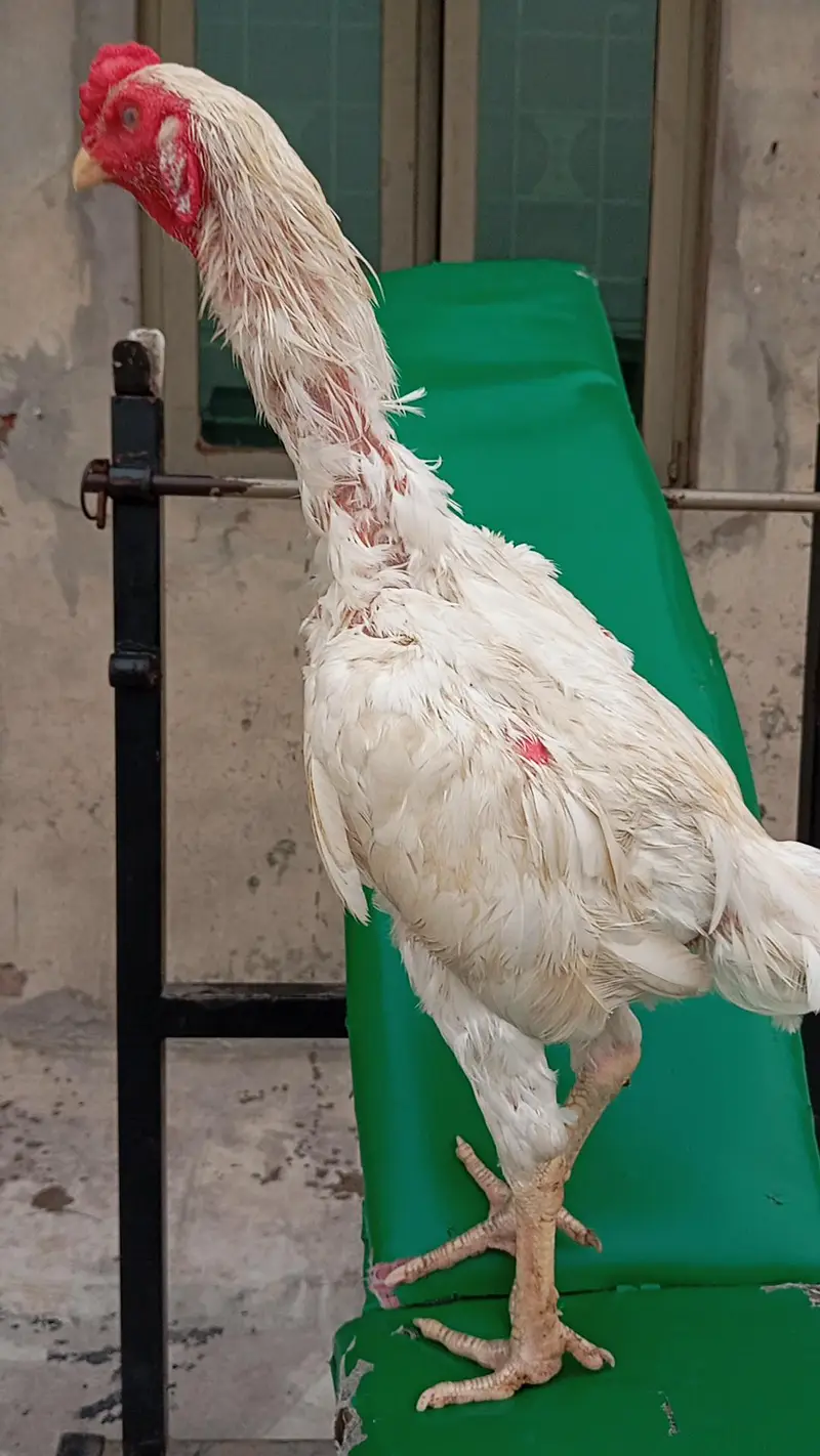 Heera Patha or peeli murghi Quality birds — photo 3