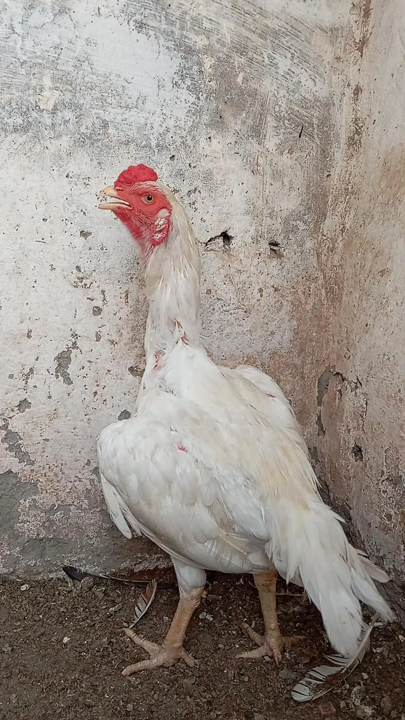 Heera Patha or peeli murghi Quality birds — photo 7