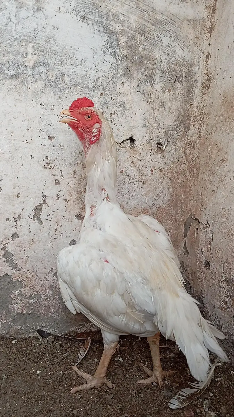 Heera Patha or peeli murghi Quality birds — photo 8