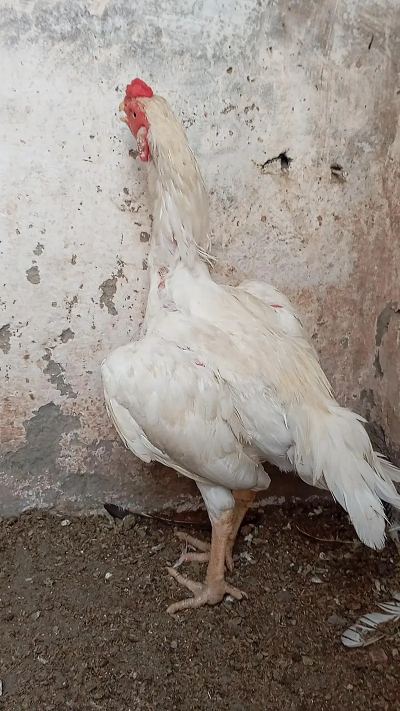 Heera Patha or peeli murghi Quality birds — photo 9