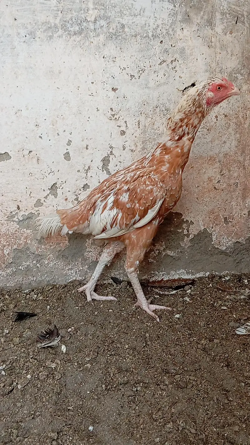 Heera Patha or peeli murghi Quality birds — photo 10