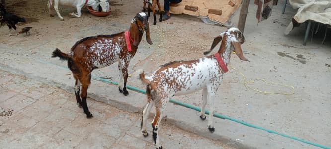 2 female for sale