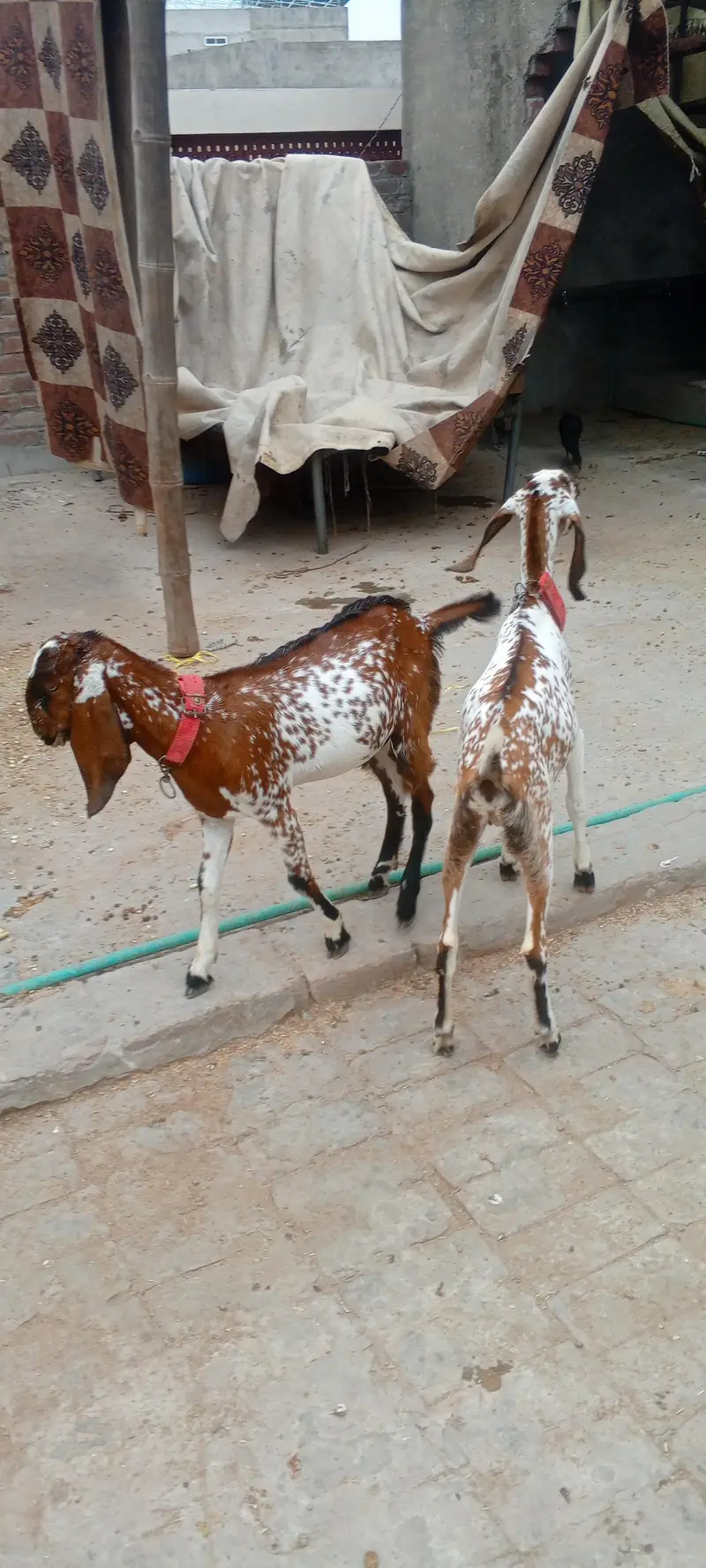 2 female for sale — photo 3