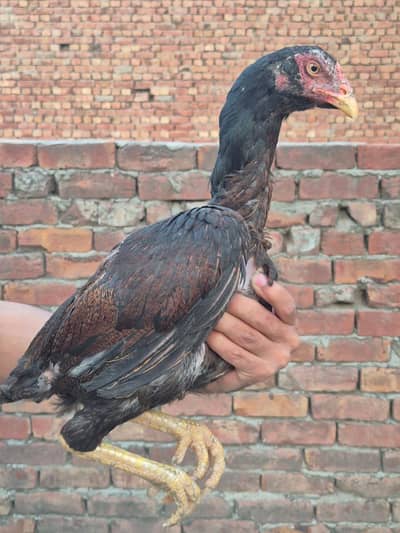 Aseel breeder females