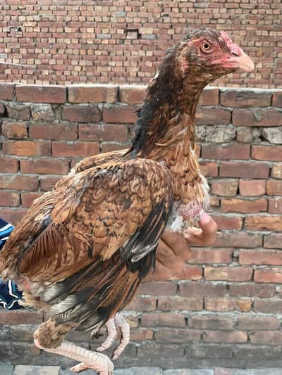 Aseel breeder female