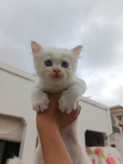 2 Month Healthy Kitten