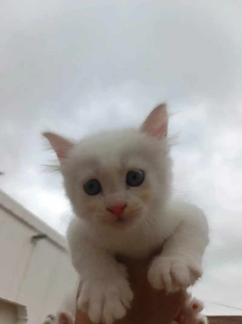 2 Month Healthy Kitten — photo 2