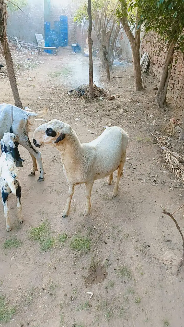 mundra — photo 3