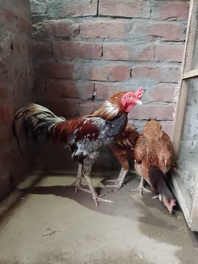 Full active Breader pair
