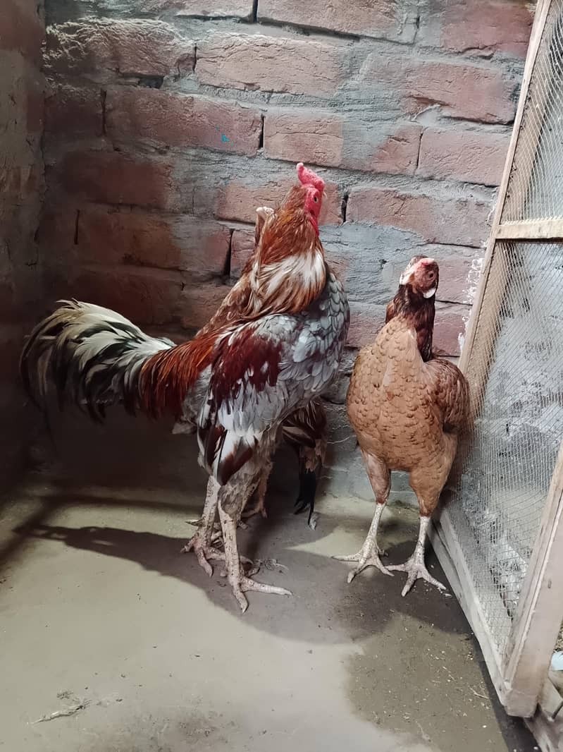 Full active Breader pair 1