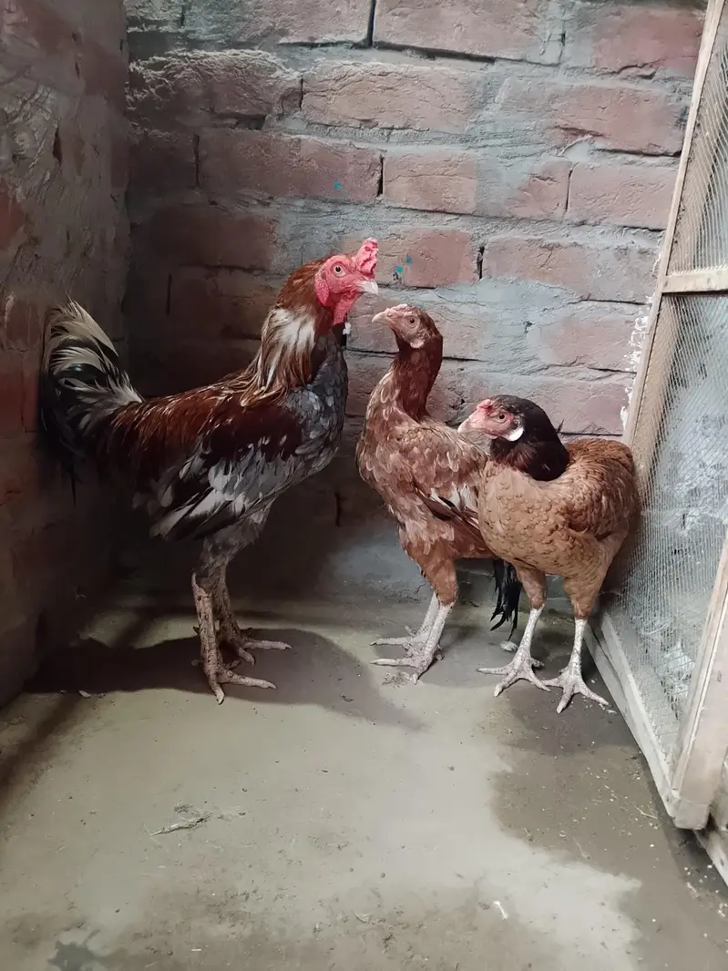 Full active Breader pair — photo 3
