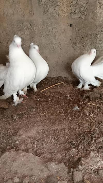 healthy and active male