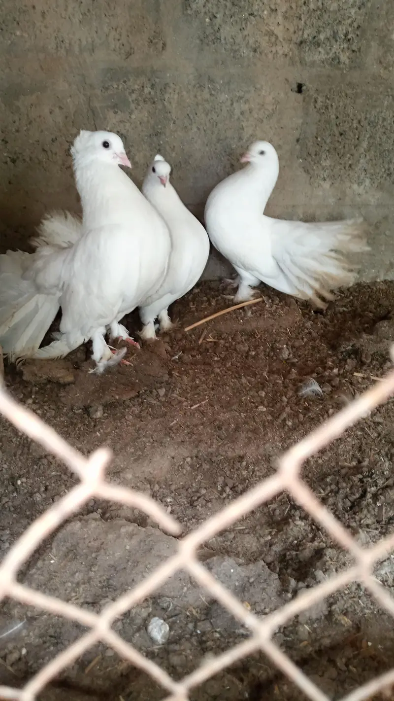 healthy and active male — photo 2