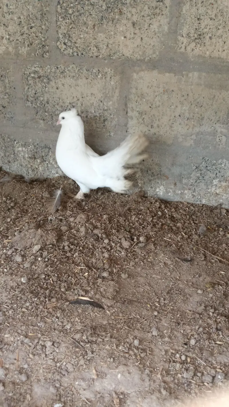 healthy and active male — photo 10