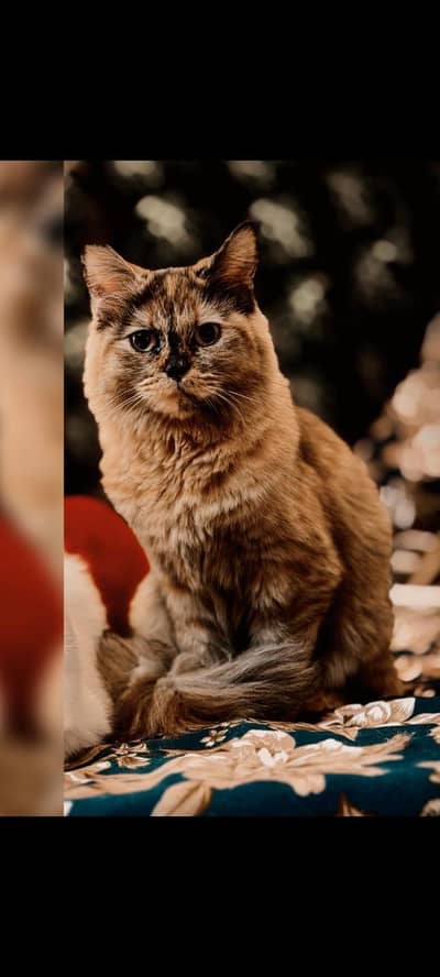 Beautiful Female Cat for sale ~ Healthy & Friendly
