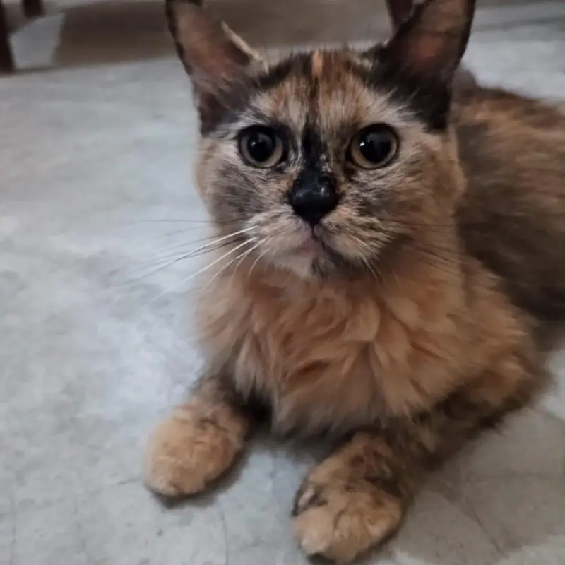 Beautiful Female Cat for sale ~ Healthy & Friendly — photo 2