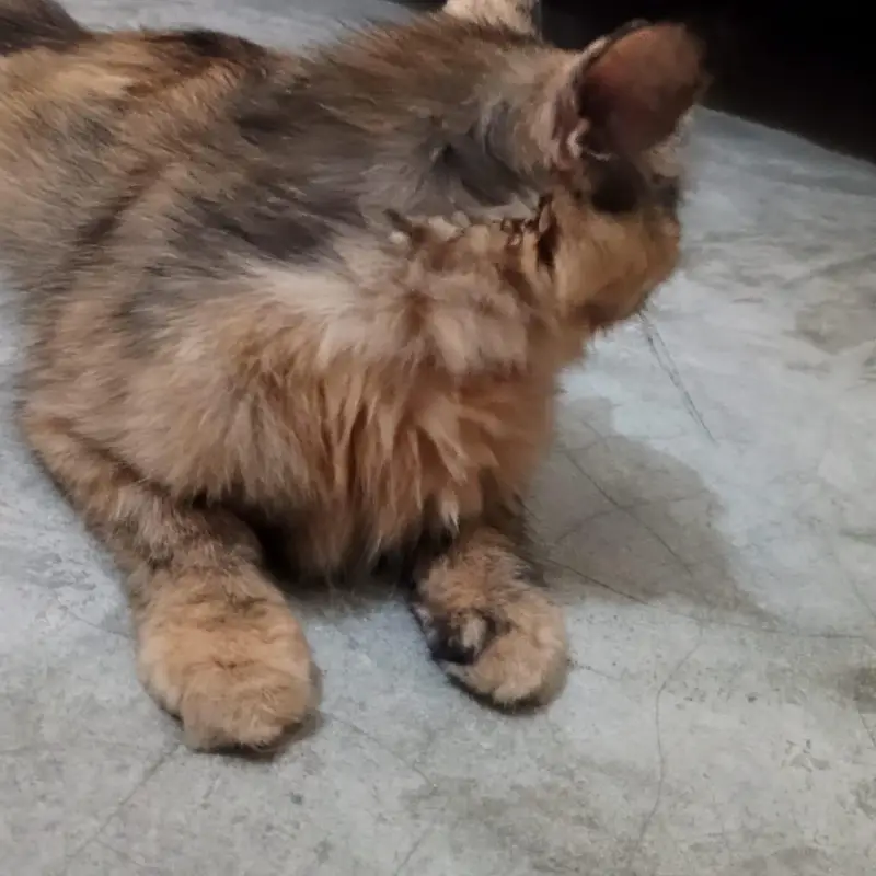 Beautiful Female Cat for sale ~ Healthy & Friendly — photo 3
