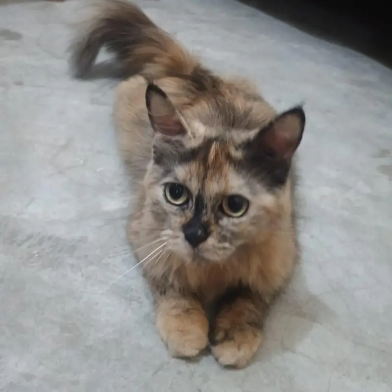 Beautiful Female Cat for sale ~ Healthy & Friendly — photo 4