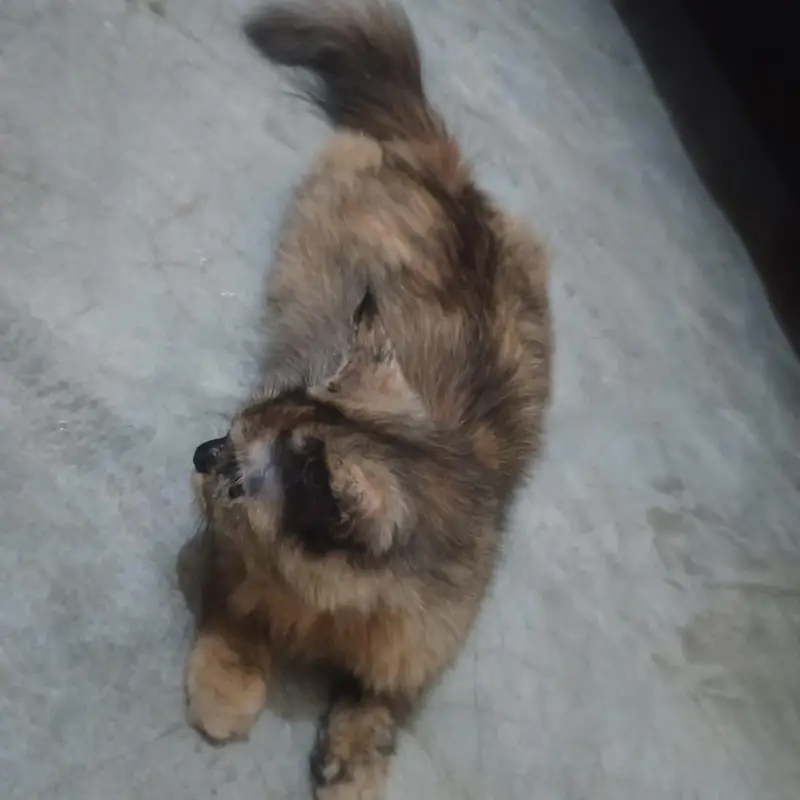 Beautiful Female Cat for sale ~ Healthy & Friendly — photo 5