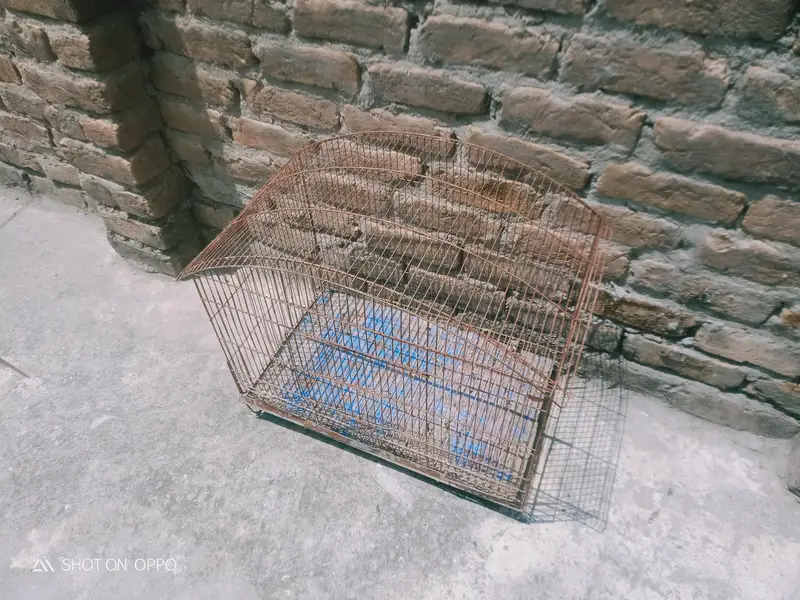 Cages — photo 4