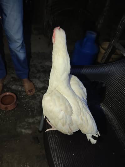 aseel for sale+cage for sale
