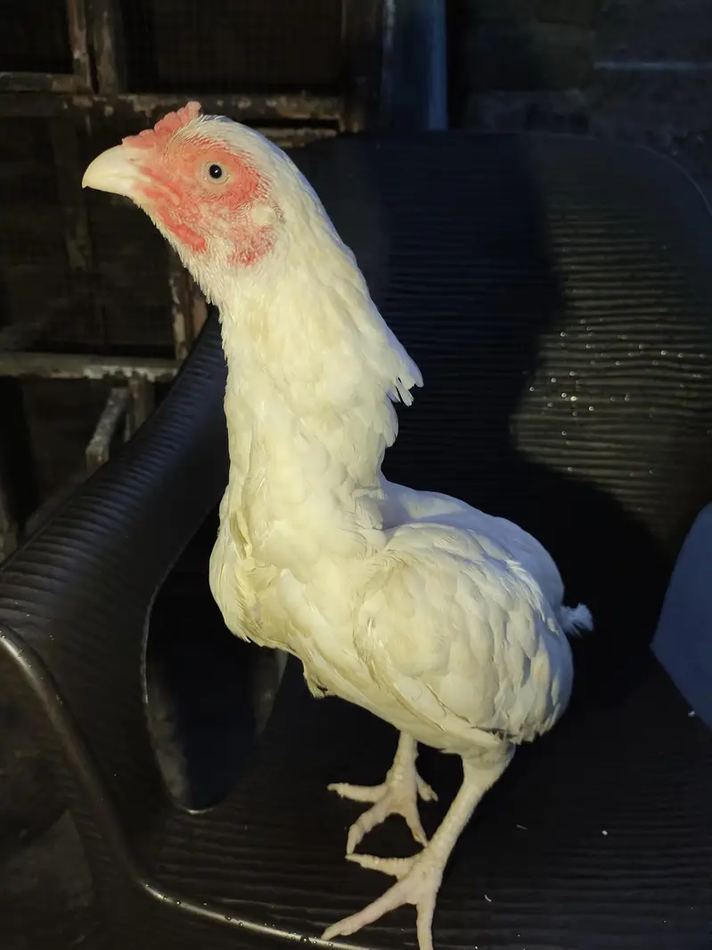 aseel for sale+cage for sale — photo 2
