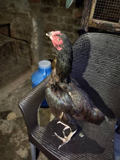 aseel for sale+cage for sale