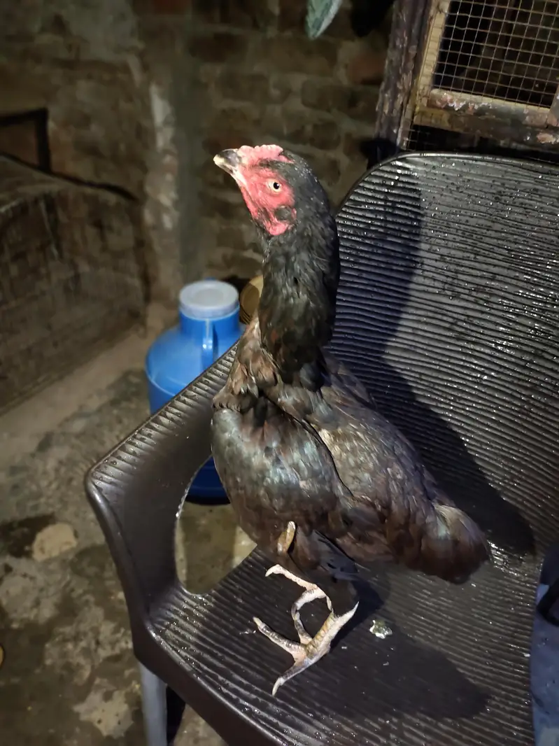 aseel for sale+cage for sale — photo 5