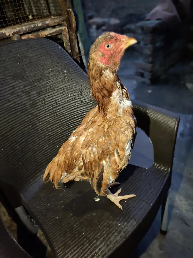 aseel for sale+cage for sale — photo 6