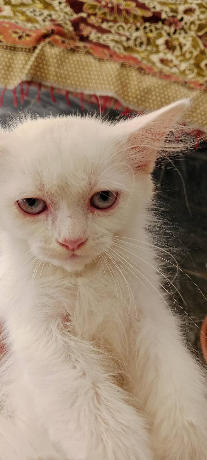 Persian cat 0